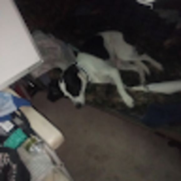 Meet your Posher, Kodi - Picture 1 of 1